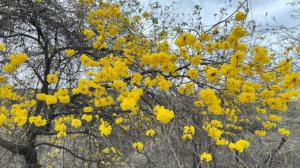 Los Guayacanes pintan de amarillo el bosque seco de Zapotillo y reactivan el turismo en el sur de Ecuador